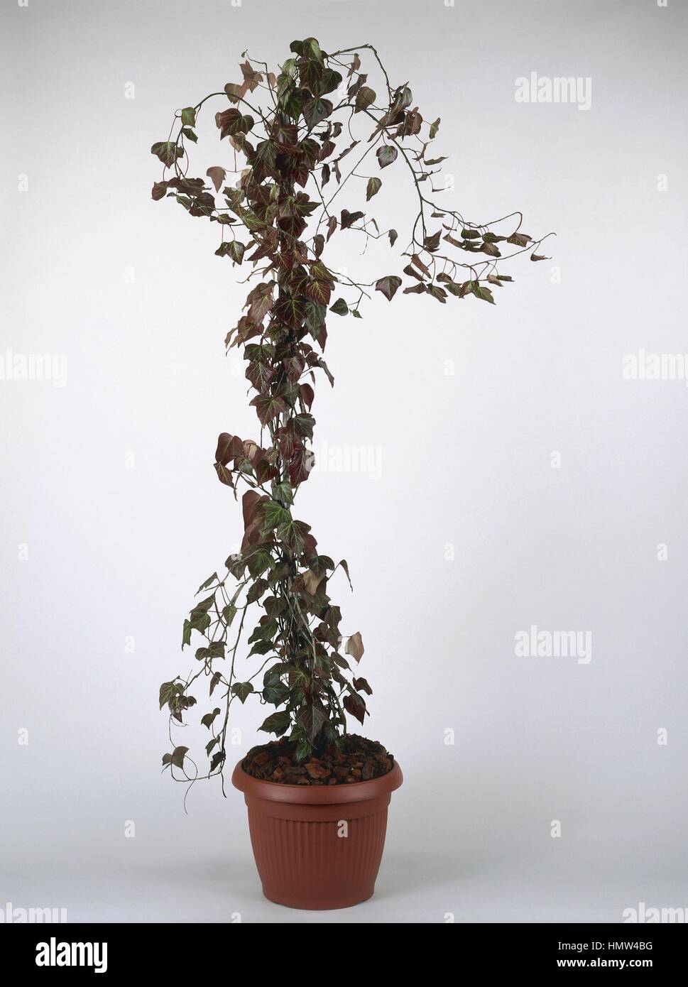 Houseplants - Araliaceae. Atlantic edera (Hedera helix 'hibernica') Foto Stock