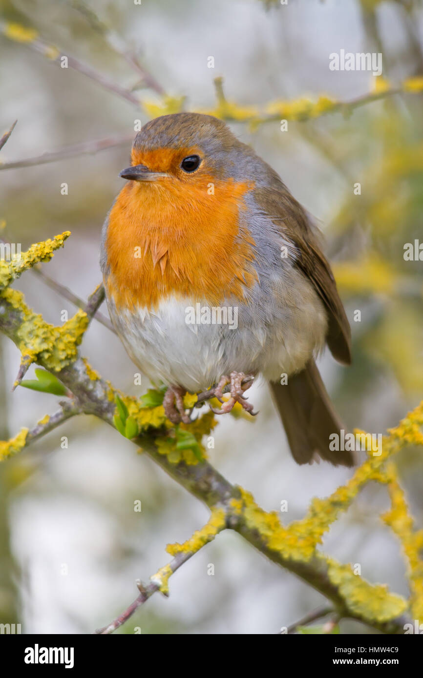 Unione robin (erithacus rubecula), noto semplicemente come Robin o pettirosso Foto Stock