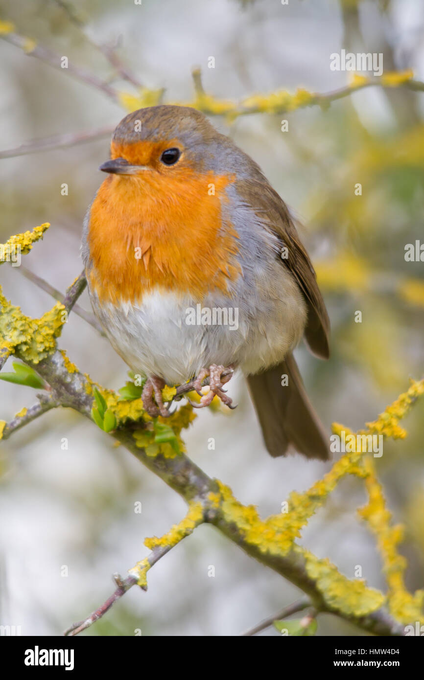 Unione robin (erithacus rubecula), noto semplicemente come Robin o pettirosso Foto Stock