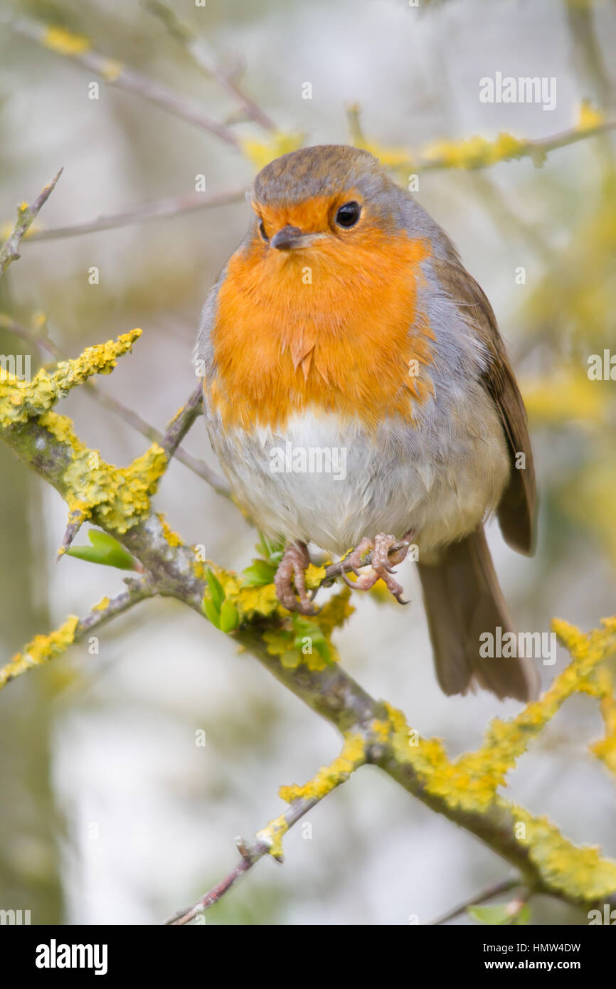 Unione Robin (Erithacus rubecula), noto semplicemente come Robin o Pettirosso Foto Stock