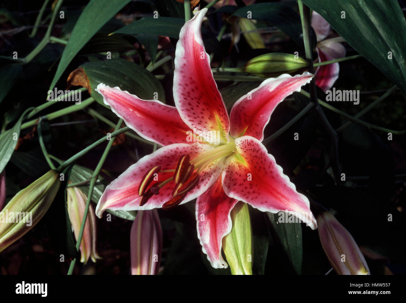 Lily (Lilium Stargazer), liliacee. Foto Stock