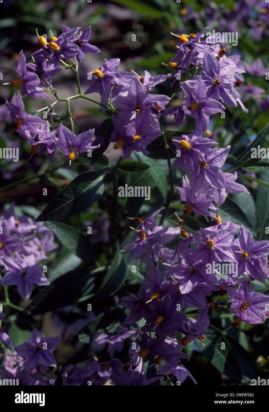 Cileno albero di patata (Solanum crispum Glasnevin), solanacee. Foto Stock