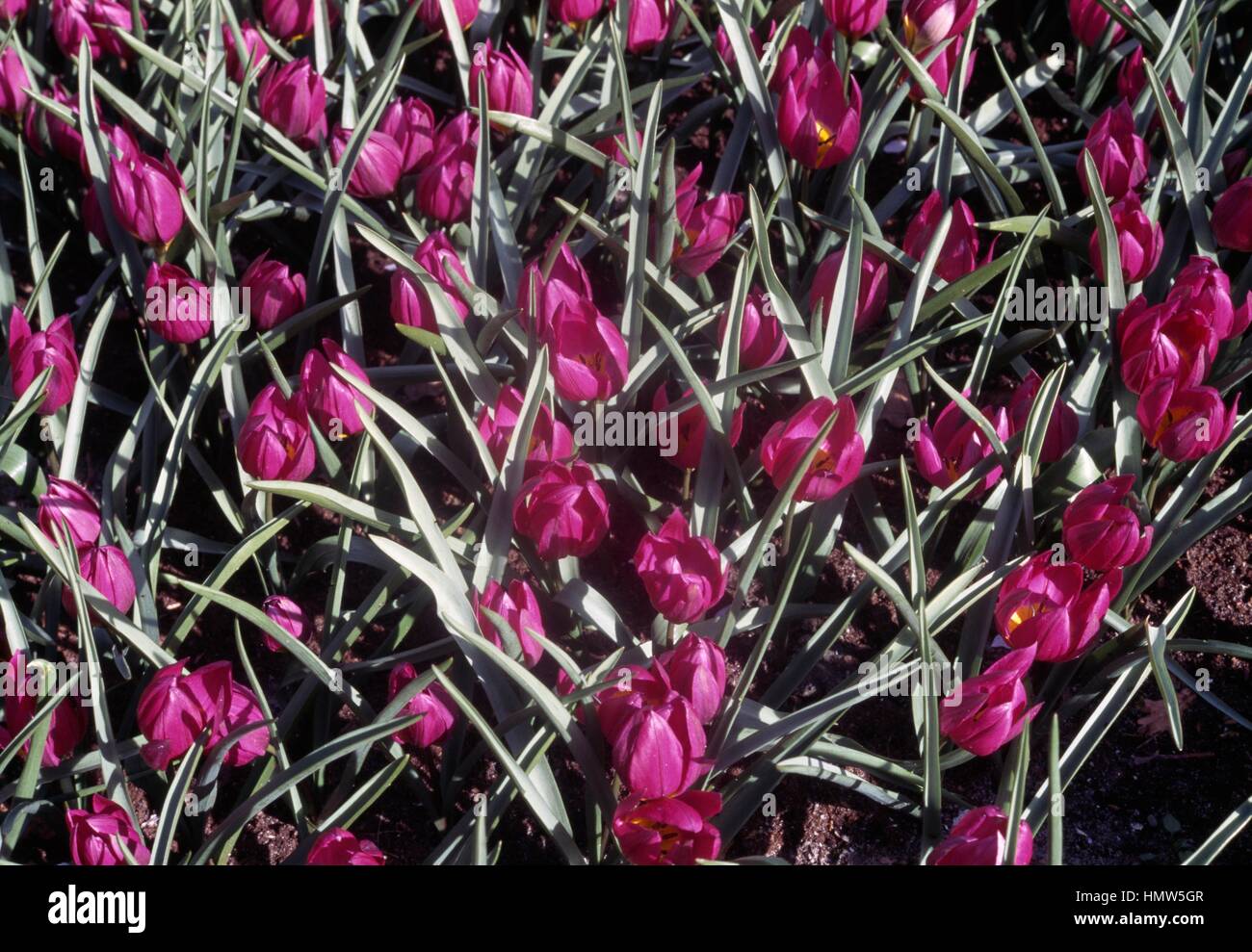 Tulip (Tulipa pulchella violacea), liliacee. Foto Stock