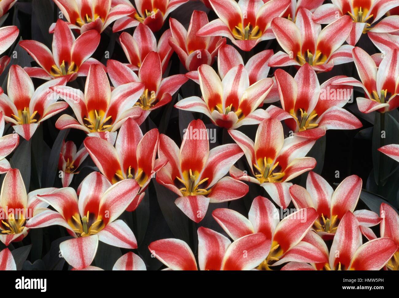 Tulip (Tulipa greigii Pinocchio), liliacee. Foto Stock