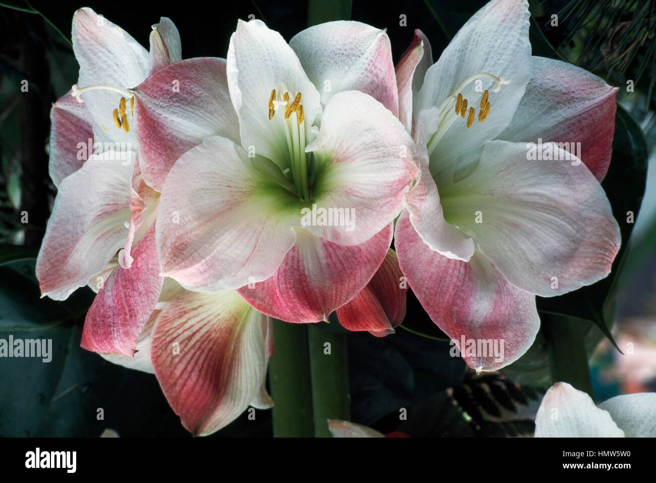 Hippeastrum Apple Blossom, Amaryllidaceae. Foto Stock
