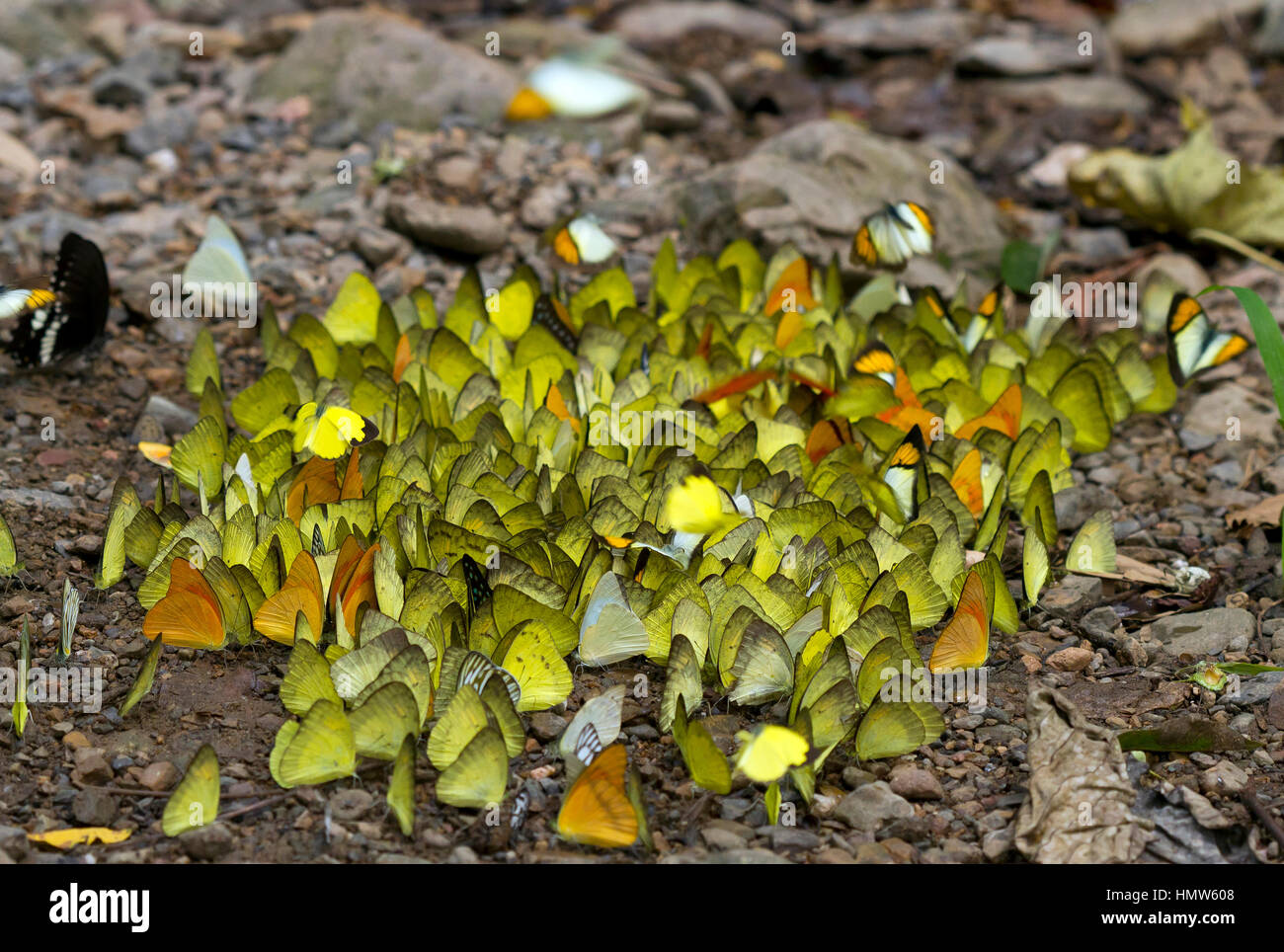 Molti grandi erba giallo (Eurema hecabe) sul terreno, foraggio, Kaeng Krachan, Phetchaburi, Thailandia Foto Stock