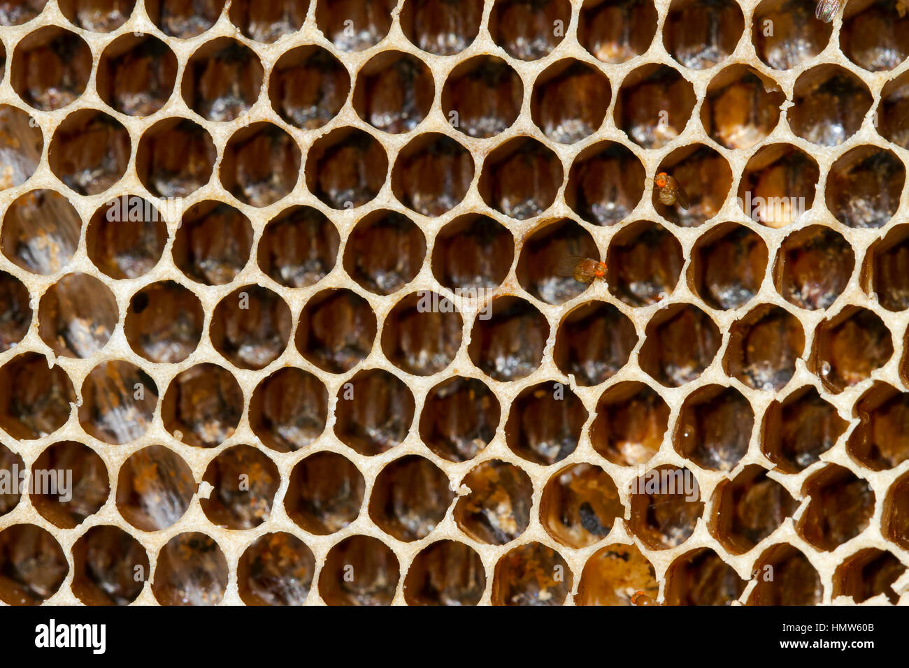 Favi di api selvatiche (api sp.) nella giungla, Kaeng Krachan, Phetchaburi, Thailandia Foto Stock
