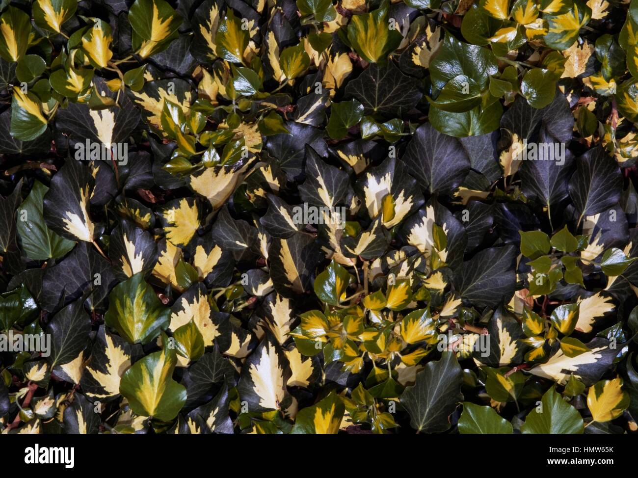 Atlantic edera (Hedera hibernica aureomarginata), Araliaceae. Foto Stock