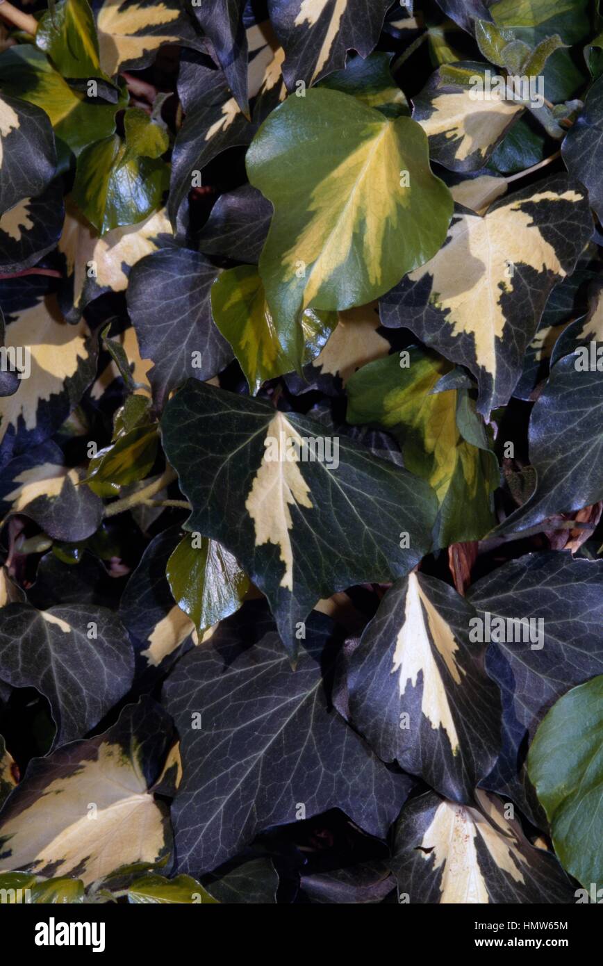 Atlantic edera (Hedera hibernica aureomarginata), Araliaceae. Foto Stock