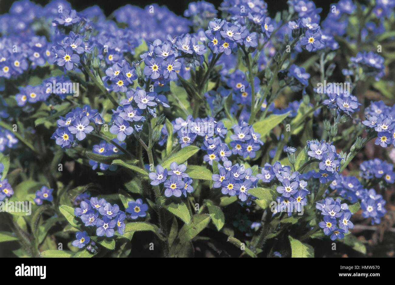 Botanica - Boraginaceae. Dimenticare alpino-me-non (Myosotis alpestris) Foto Stock