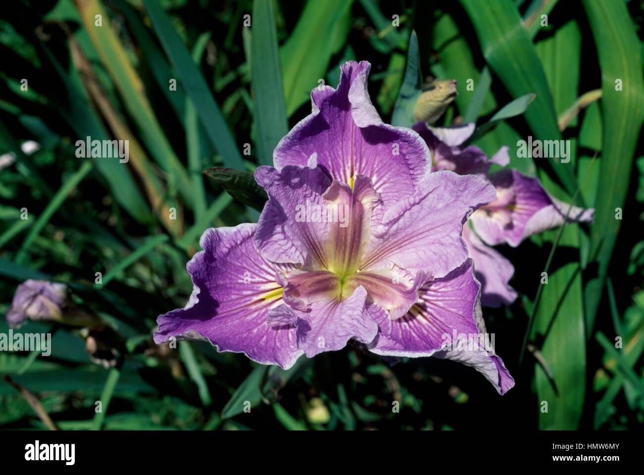 Ibrido (Iris Iris Louisiana mondo dell arte), Iridaceae. Foto Stock