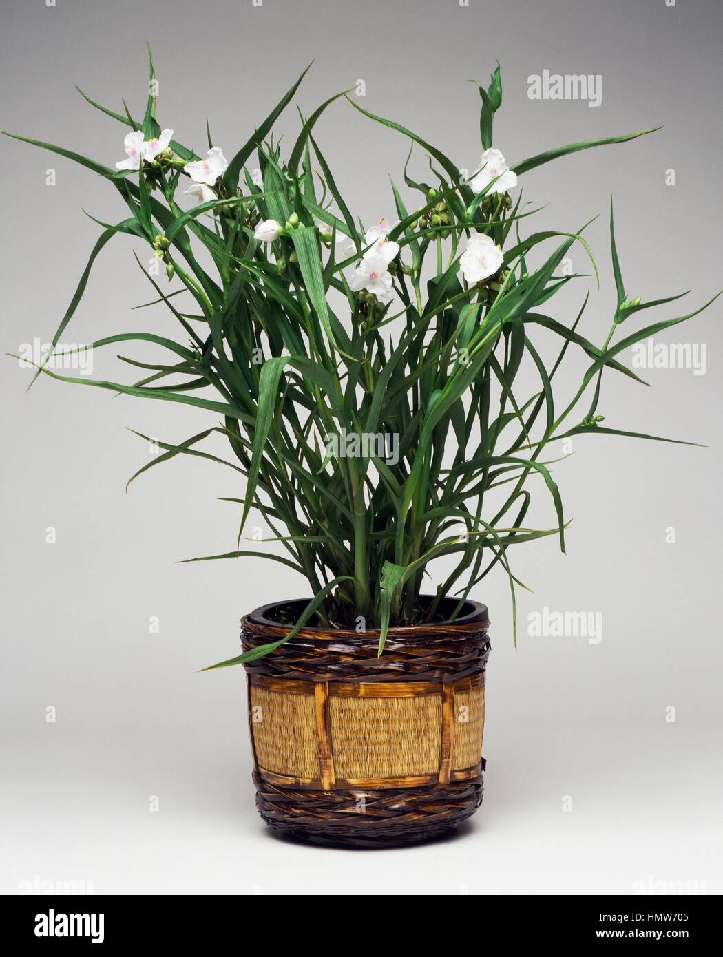 Virginia spiderwort (Tradescantia virginiana), Commelinaceae. Foto Stock