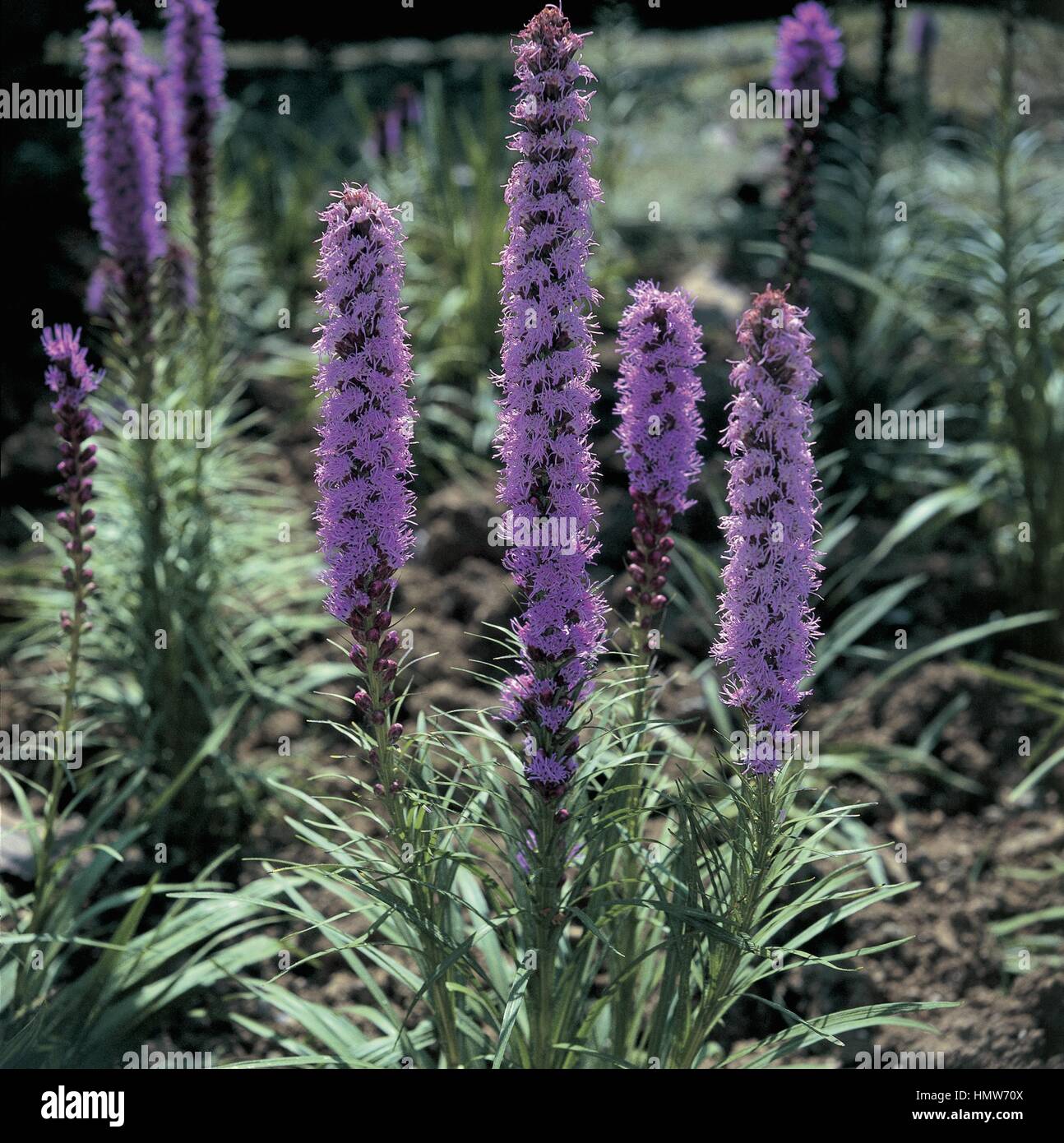 Botanica - Asteraceae. Dense blazing star (Liatris spicata) Foto Stock