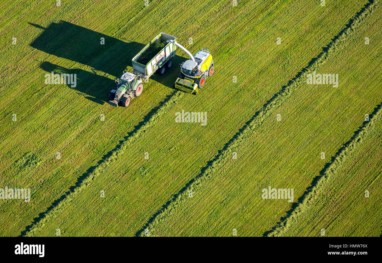 Raccolto di fieno con falciatrice e il trattore con il rimorchio, vista aerea, Bad Fredeburg, Schmallenberg, Hochsauerlandkreis Foto Stock