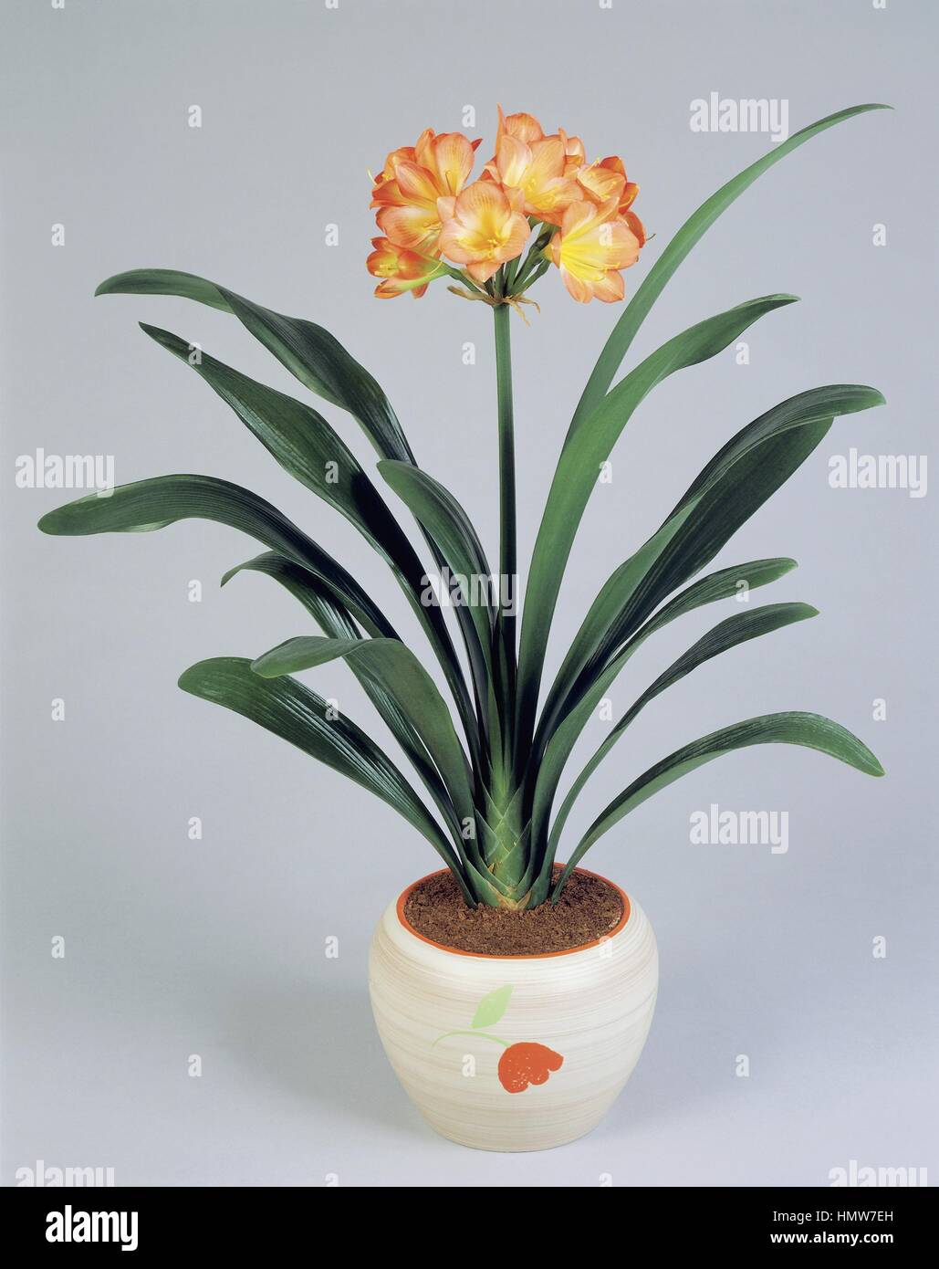 Houseplants - liliacee. A Kaffir lily (Clivia miniata) Foto Stock