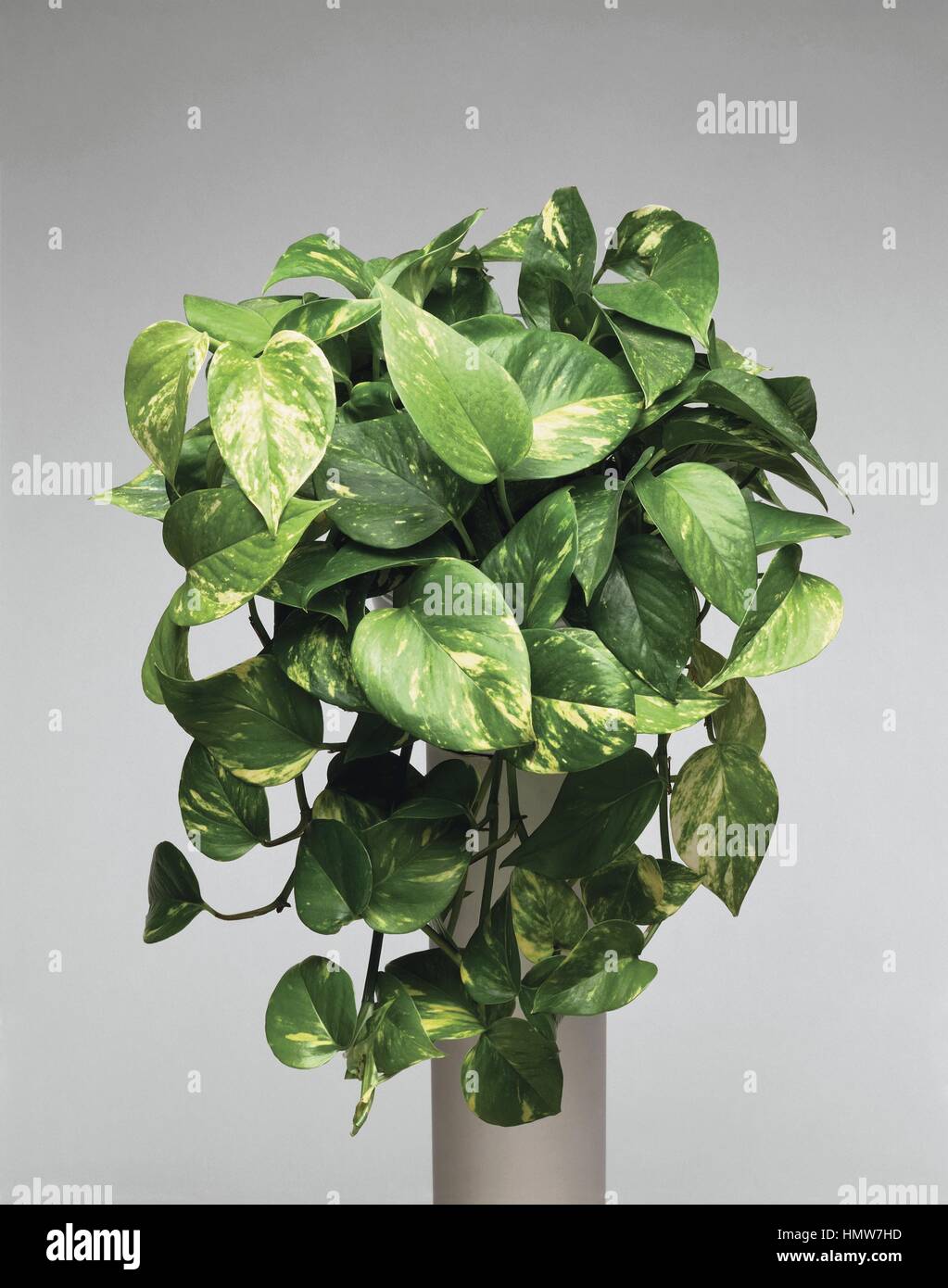 Houseplants - Araceae. Devils Ivy(Scindapsus aureus) Foto Stock