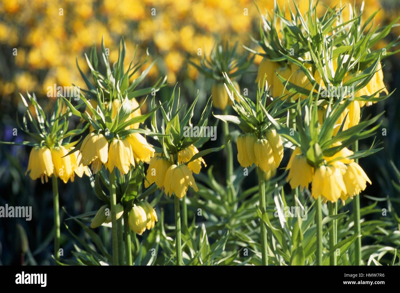 La corona imperiale o Kaiser a corona (Fritillaria imperialis lutea), liliacee. Foto Stock