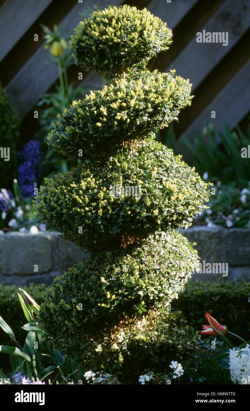 La potatura di albero in una forma a spirale, Paesi Bassi. Foto Stock