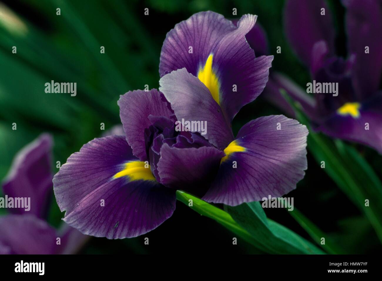 Iris Miss America, Iridaceae. Foto Stock