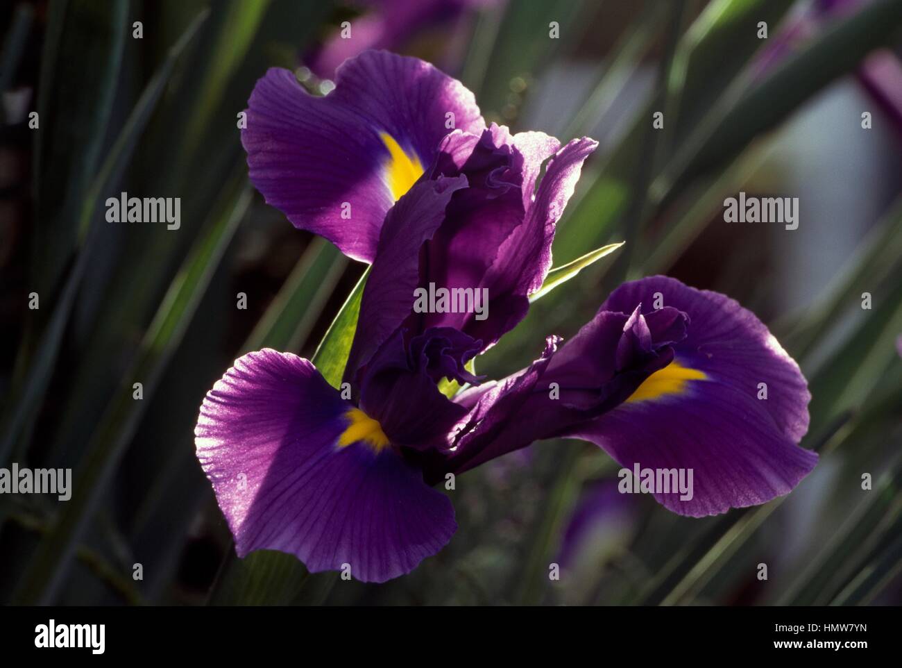 Iris Miss America, Iridaceae. Foto Stock