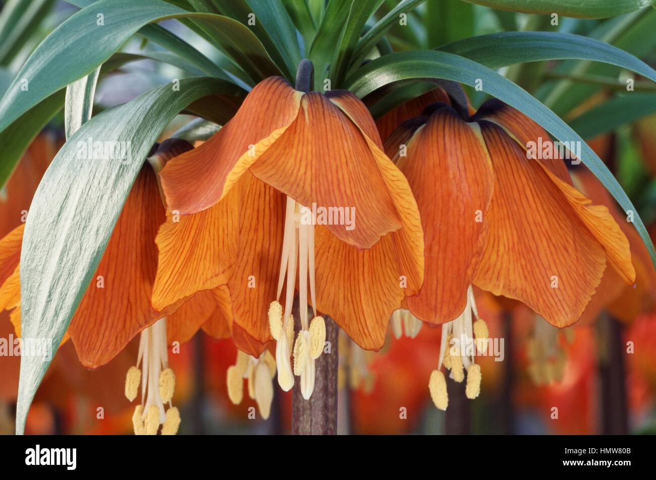 La corona imperiale o Kaiser a corona (Fritillaria imperialis rubra), liliacee. Foto Stock