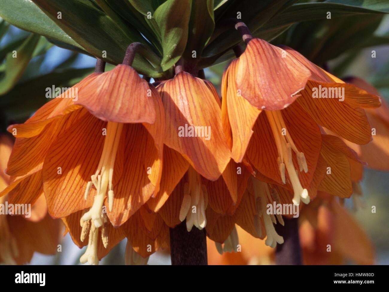 La corona imperiale o Kaiser a corona (Fritillaria imperialis Aurora), liliacee. Foto Stock