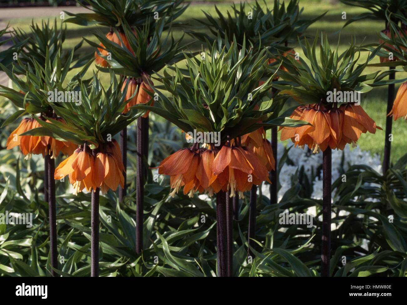 La corona imperiale o Kaiser a corona (Fritillaria imperialis Aurora), liliacee. Foto Stock