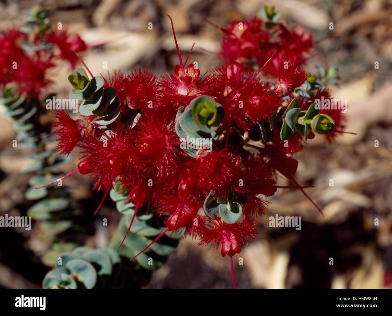 Scarlet Featherflower (Verticordia grandis), Myrtaceae. Foto Stock