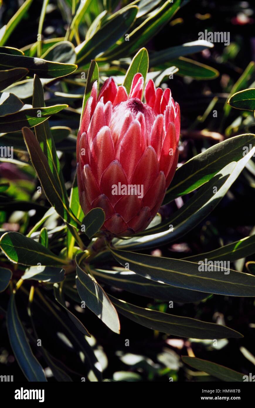 Oleanderleaf protea (Protea neriifolia), Proteaceae. Foto Stock