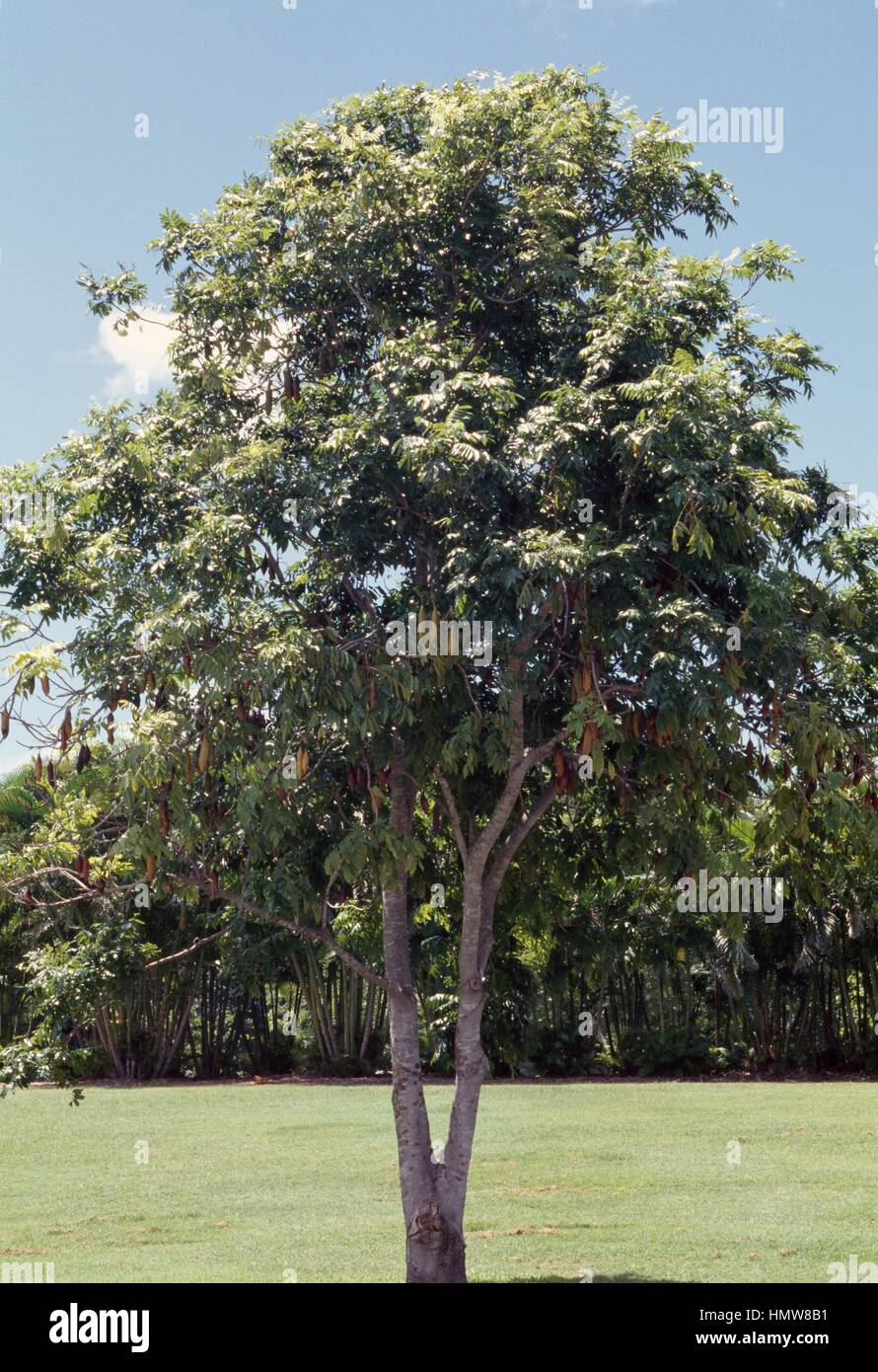 Moreton Bay o di castagno Blackbean (Castanospermum australe), Fabaceae-Leguminosae. Foto Stock