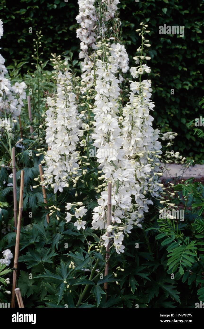 Delphinium Galahad, Ranunculaceae. Foto Stock