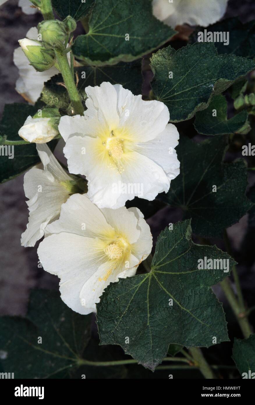 Marshmallow o comune (Marshmallow Althaea officinalis), Malvaceae. Foto Stock