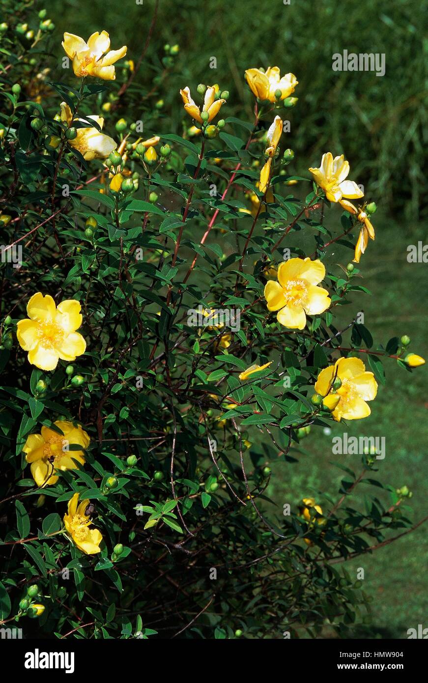 Perforare il St John's-wort (Hypericum perforatum), Hypericaceae. Foto Stock