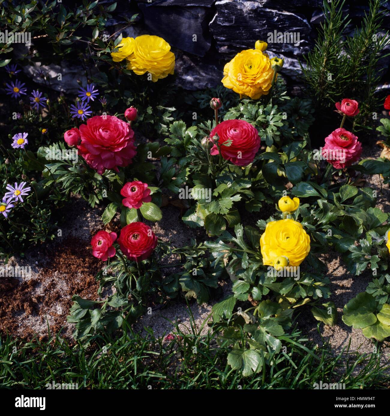 Ranuncolo persiano o persiano (crowfoot Ranunculus asiaticus), Ranunculaceae. Foto Stock