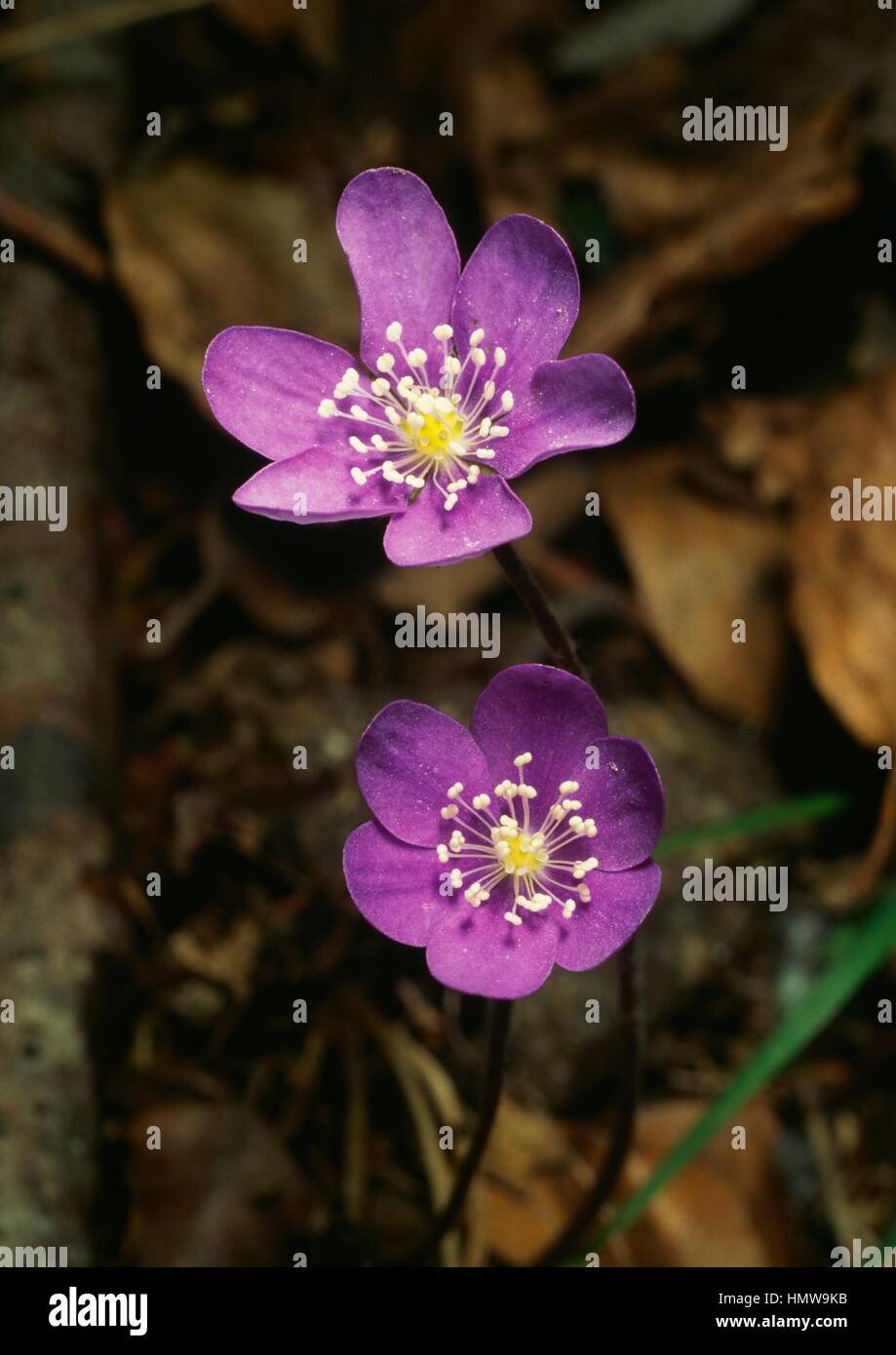 Comune o Hepatica Liverwort (Hepatica nobilis, Anemone hepatica o Hepatica triloba), Ranunculaceae. Foto Stock