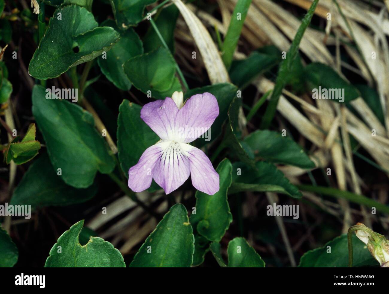 Inizio Dog-violetto (viola reichenbachiana), Violaceae. Foto Stock