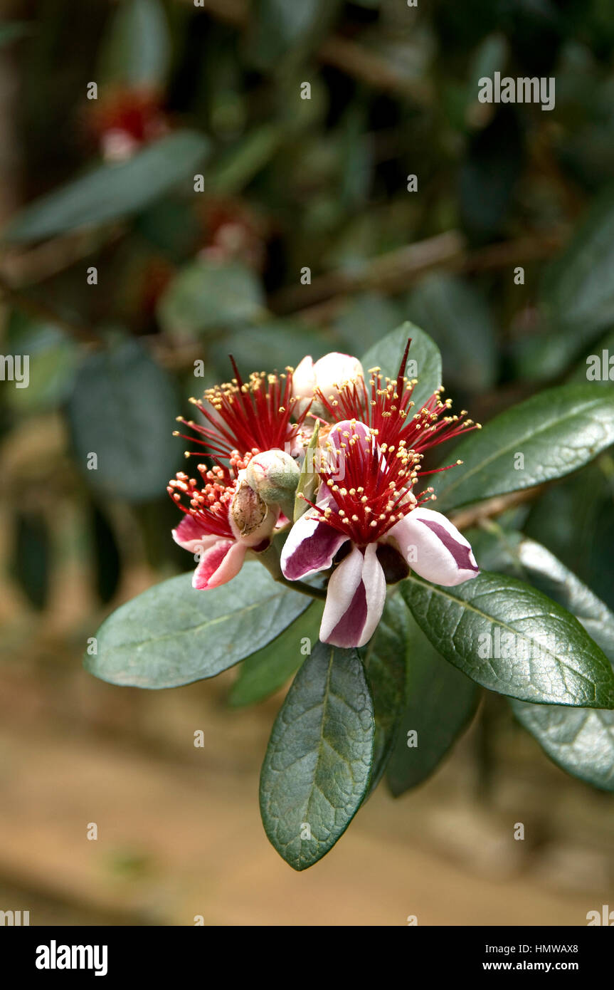 Feijoa sellowiana, Fragole Guaiava, Foto Stock