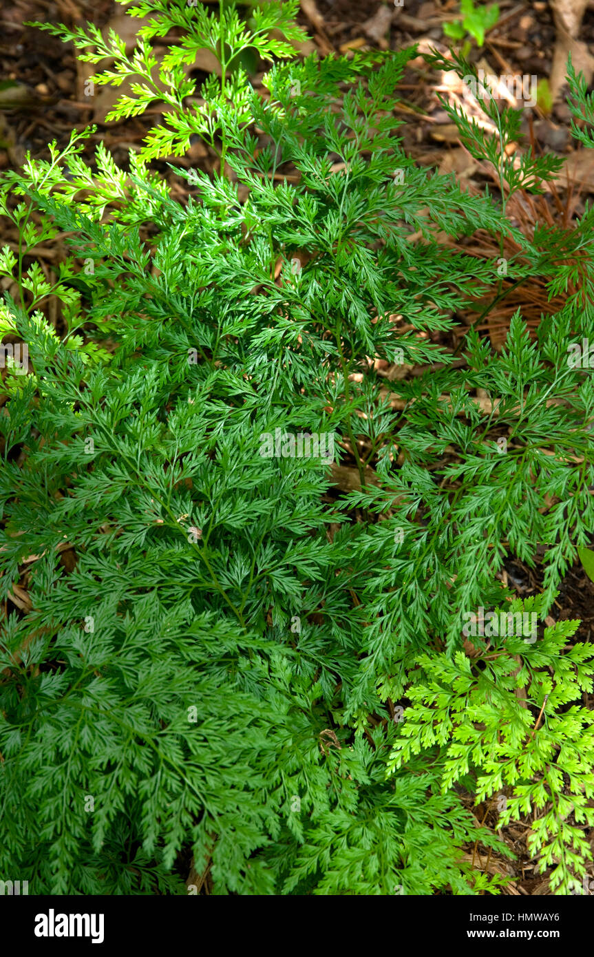 Onychium japonicum 'PERCORSO CASCATA ', Sichuan Lace, Cat's Claw Fern Foto Stock