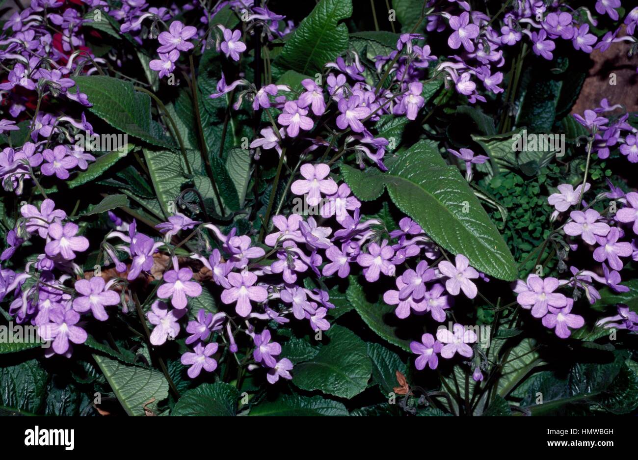 Cape Primula (Streptocarpus stelle cadenti), Gesneriaceae. Foto Stock