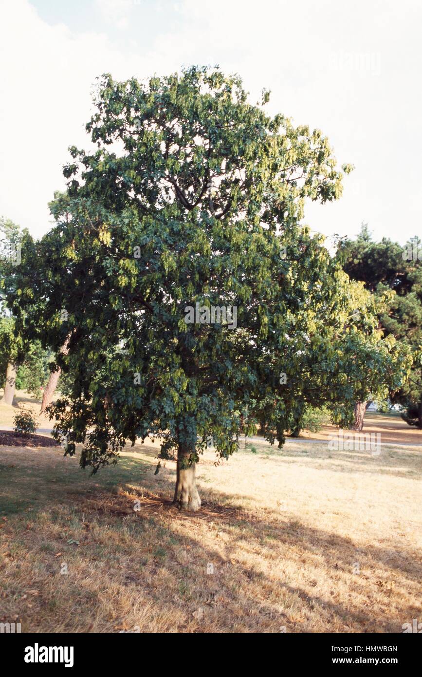 'Orniello (Fraxinus ornus), Oleaceae | Piante ornamentali. Foto Stock