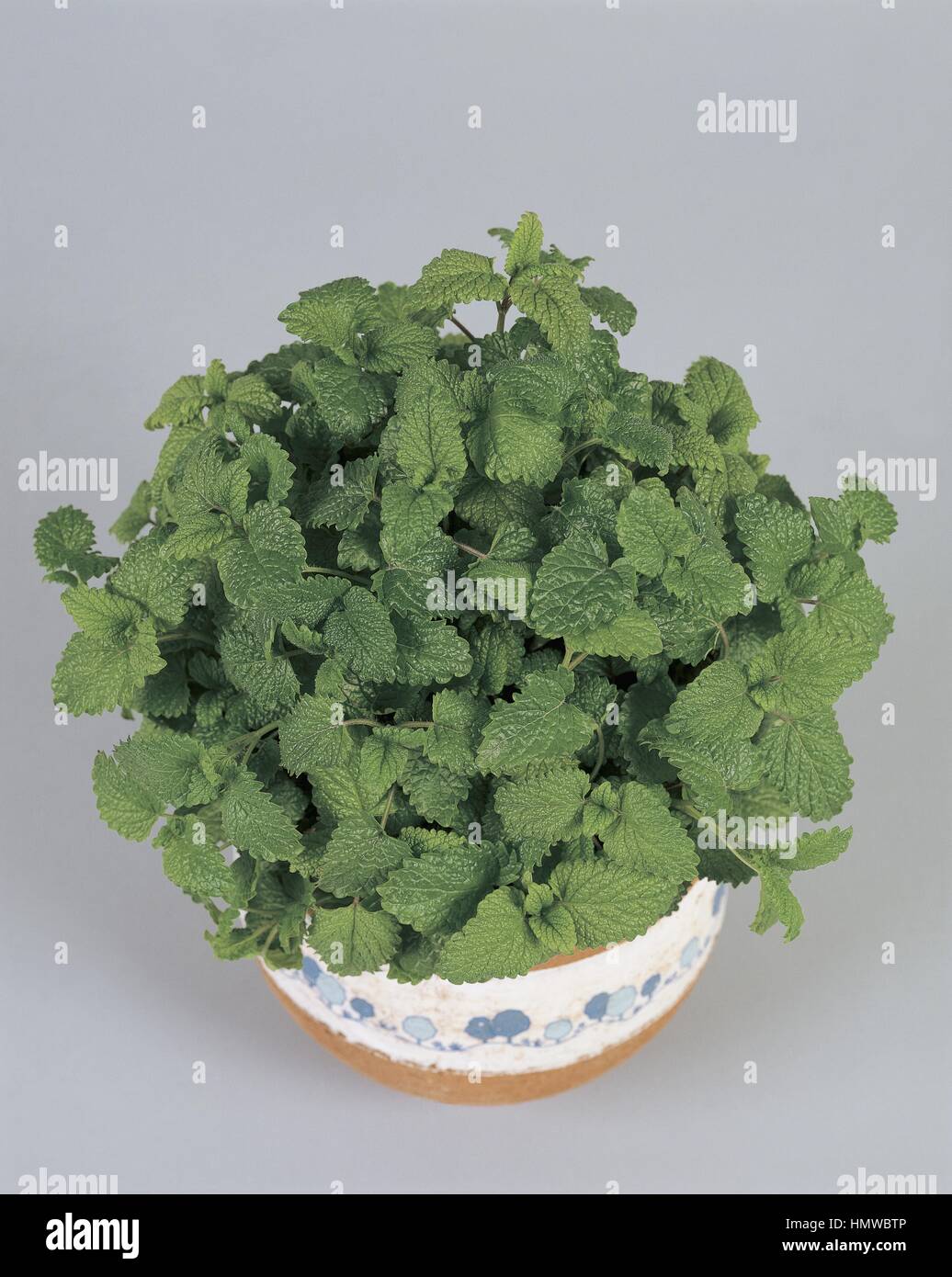 Houseplants - Lamiaceae. Balsamo comune (Melissa officinalis) Foto Stock