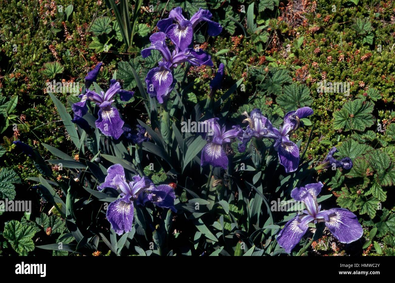 Crested nana (iris Iris cristata), Iridaceae, Canada. Foto Stock