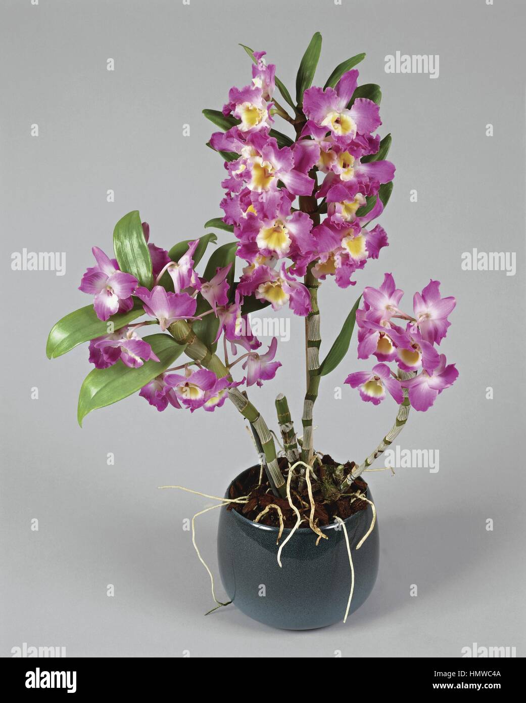 Houseplants - Orchidaceae. Dendrobium loddigesii (rose e fiori viola con un disco giallo) Foto Stock