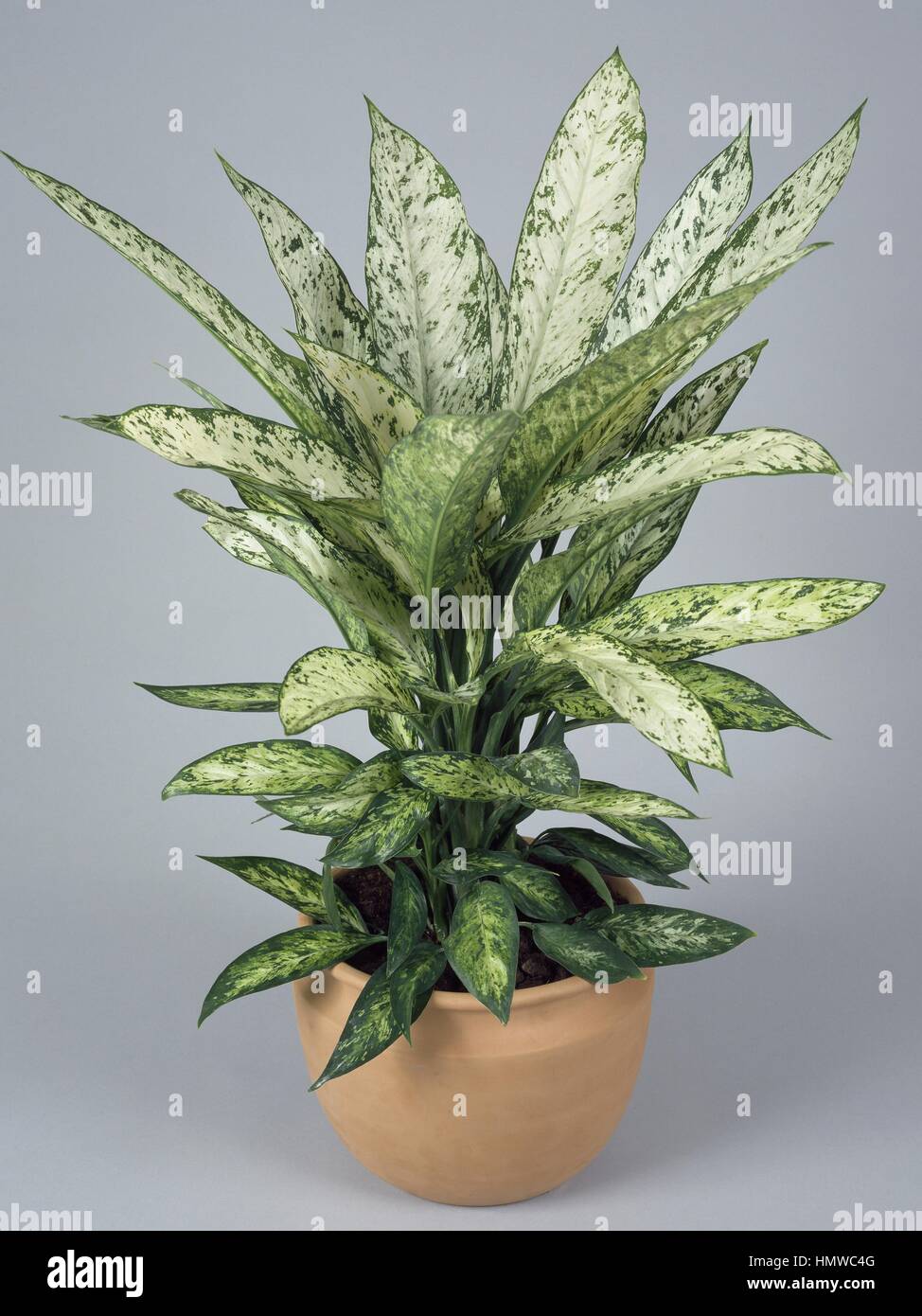 (Dieffenbachia Dieffenbachia Exotica), Araceae. Foto Stock