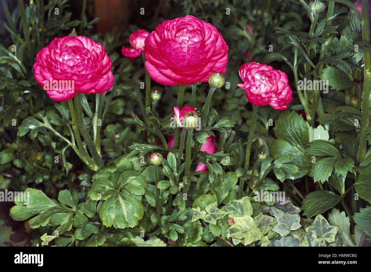 Ranuncolo persiano o persiano (crowfoot Ranunculus asiaticus entusiastico sostegno), Ranunculaceae. Foto Stock