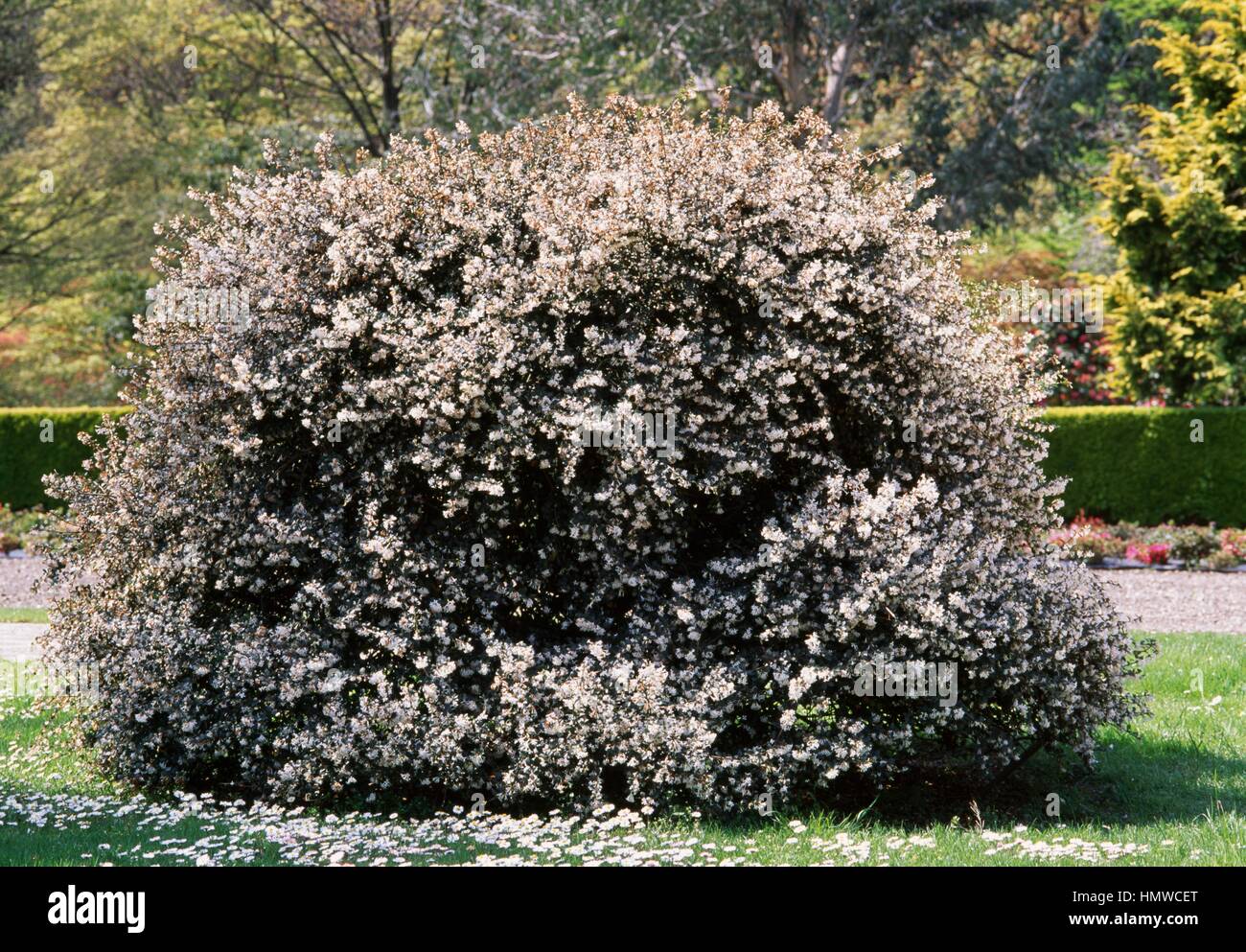 (Osmanthus Osmanthus delavayi), Oleaceae | Piante ornamentali. Foto Stock