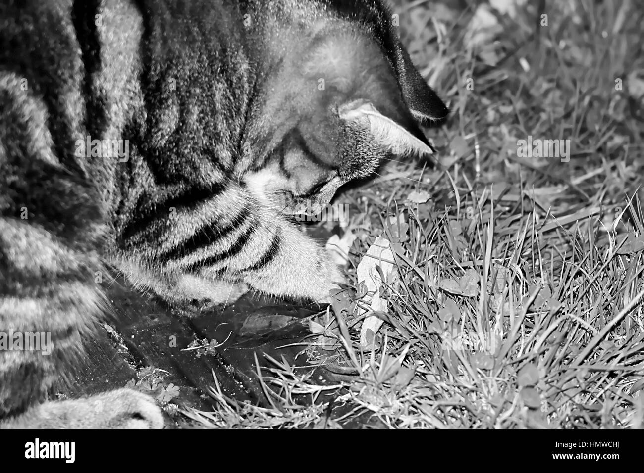 Giovani femmine tabby cat cercando in erba per bug in bianco e nero Foto Stock