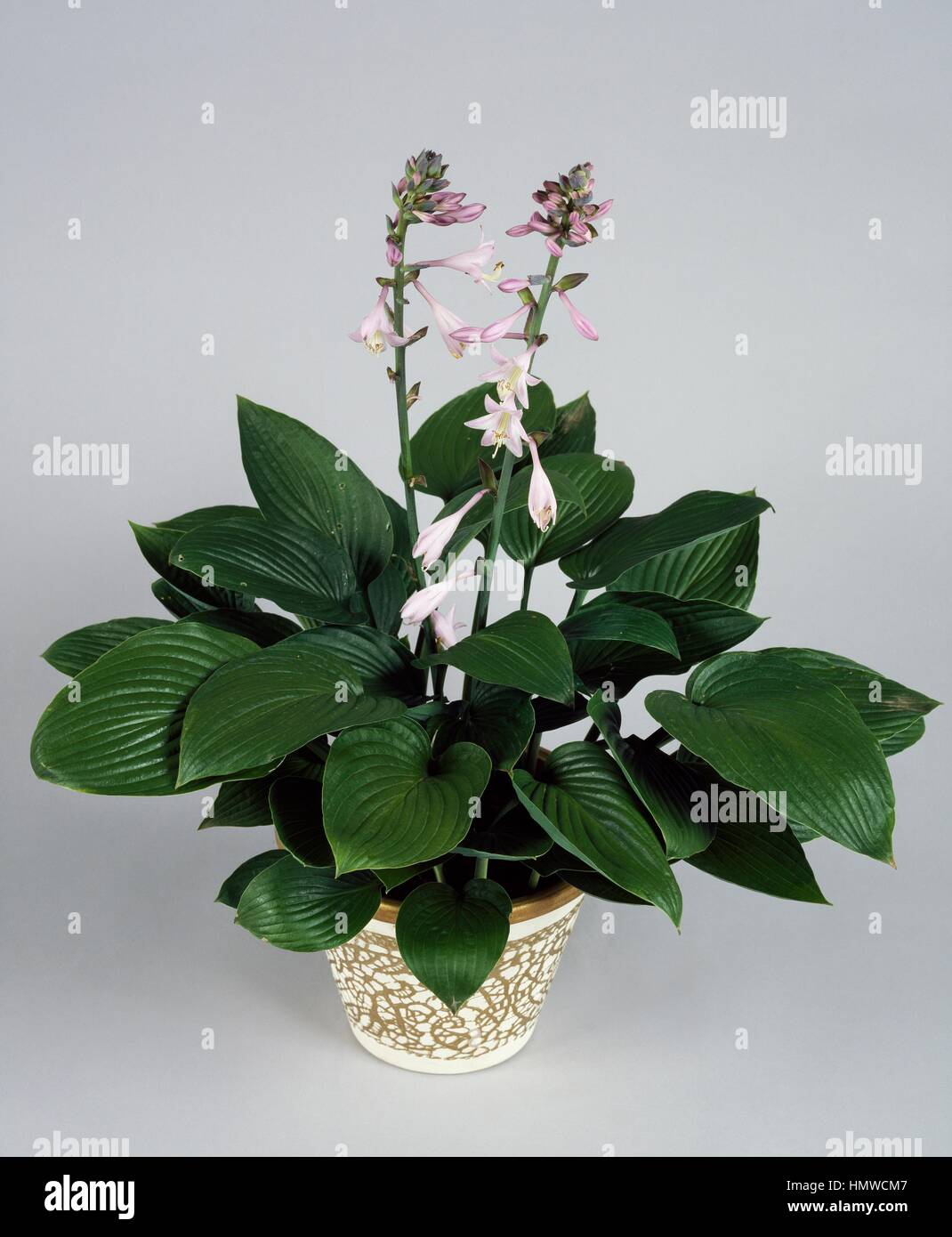 Hyacinthine piantaggine lily (Hosta fortunei hyacinthina), Asparagaceae. Foto Stock