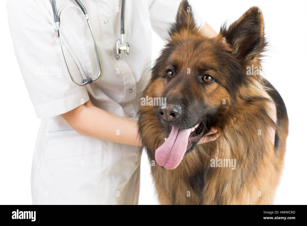 Il cane pastore esame medico isolato Foto Stock