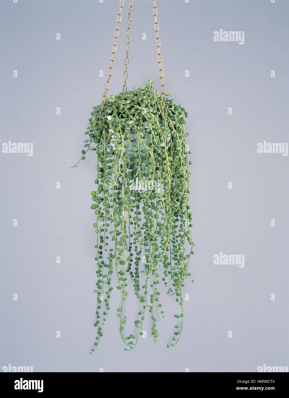 Houseplants - Compositae - Stringa di perline o filo di perle (Senecio rowleyanus). Foto Stock